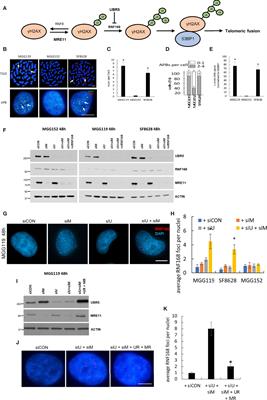 MRE11 and UBR5 Co-Operate to Suppress RNF168-Mediated Fusion of Dysfunctional Telomeres